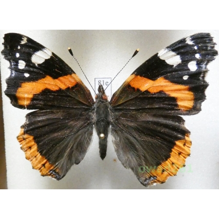Vanessa atalanta (Linnaeus, 1758) Poland81e